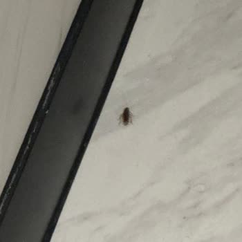 Metropol İstanbul Tuvalette Hamam Böceği Var