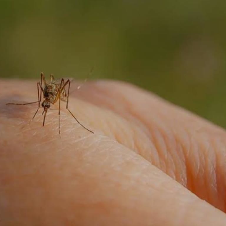 Alışveriş İçin Girdiğim Makbul Mağazasında Böyle Bir Sivrisinek