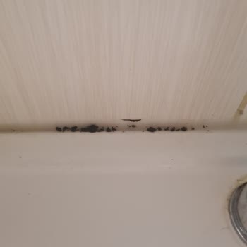 Moldrox Hiçbir İşe Yaramayan Ürün