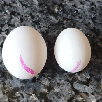 Kumartaşlı Gıda Yumurta Boyutları Kolinin Üzerinde Yazdığı Gibi Değil