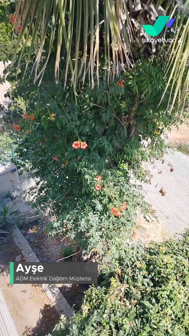 ADM Elektrik Dağıtım Ağacı Kesmiyor! videonun kapak resmi