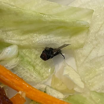 Tavuk Dünyası Siparişimde Salatamdan Sinek Çıktı