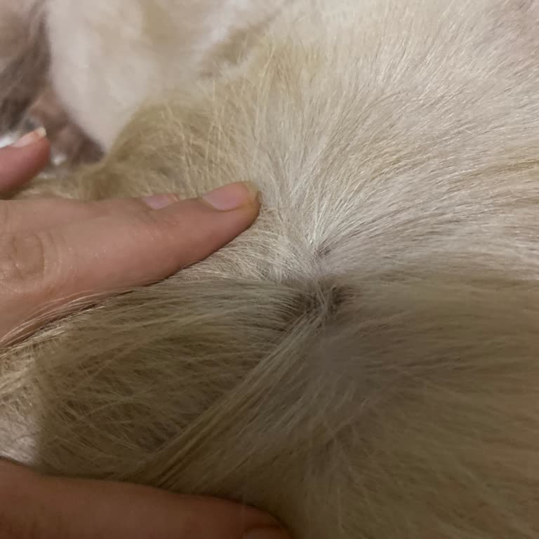 Marka Mama Pro Plan Şikayeti