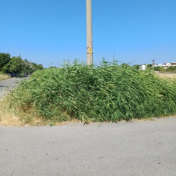 İzmir Dikili Belediyesi Çöp, İlaçlama Ve Dağ Gibi Otlar.