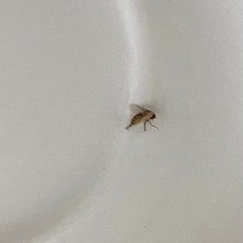 Sek Kefirden Böcek Çıktı