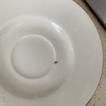 Sek Kefirden Böcek Çıktı