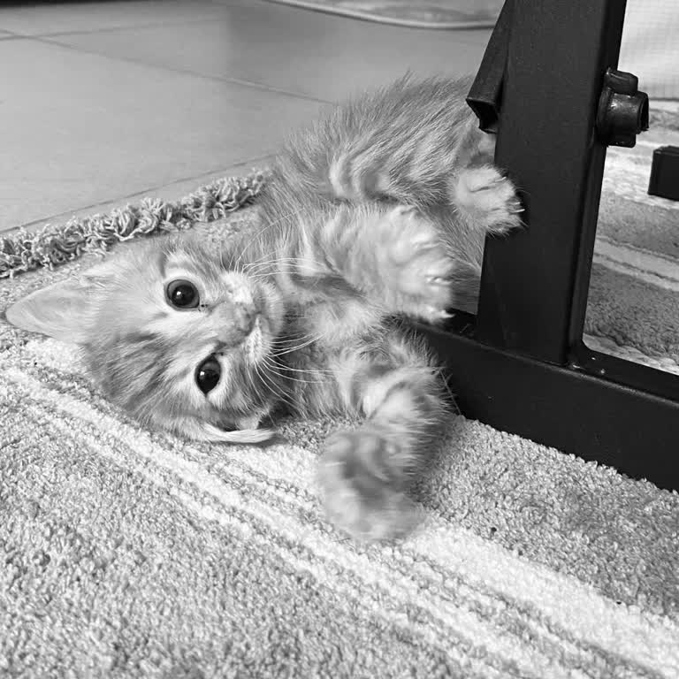 Çallı Veteriner Kliniği Yüzünden Kedimiz Öldü.