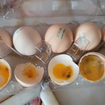 Lotus Global Organik 3 Kutuda 26 Bozuk Yumurta