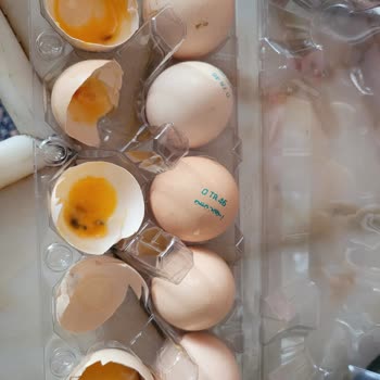 Lotus Global Organik 3 Kutuda 26 Bozuk Yumurta