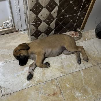 Haydi (Hayvan Durum İzleme) Köpek Ve Kedilere İşkence Eden Adama Gerekli Ceza İşlem Yapılmalı