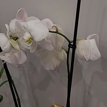 ÇiçekSepeti Kötü Ürün Gönderimi