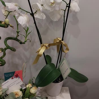 ÇiçekSepeti Kötü Ürün Gönderimi