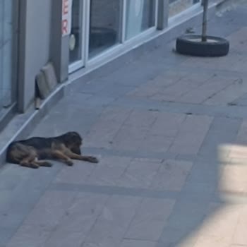 İzmit Belediyesi Çayırköy Saldırgan Köpek Sorun