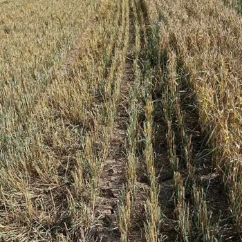 TARSİM Exper Yanlış Ölçüm Yapıyor