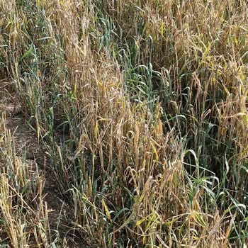 TARSİM Exper Yanlış Ölçüm Yapıyor