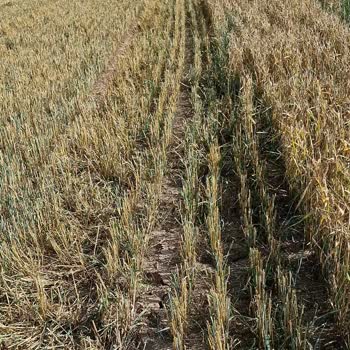 TARSİM Exper Yanlış Ölçüm Yapıyor