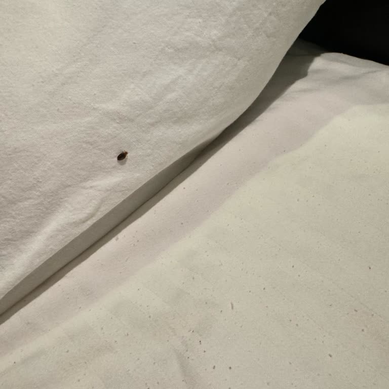 ETS Tur Böcekli Otel Sattı