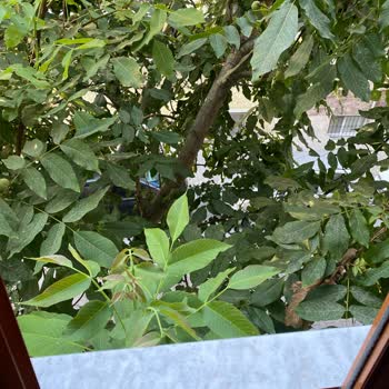 Esenyurt Belediyesi Ağaç Bakımı İle İlgilenmiyor