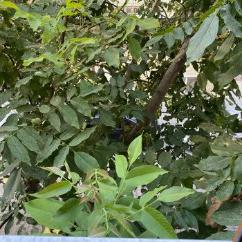 Esenyurt Belediyesi Ağaç Bakımı İle İlgilenmiyor