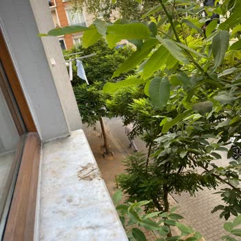 Esenyurt Belediyesi Ağaç Bakımı İle İlgilenmiyor