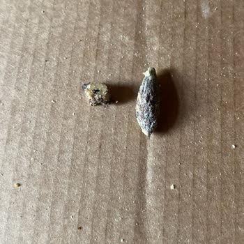 Terra Pizza Sayesinde Dişim Kırıldı Artık Daha Kısa Bir Dişim Var!