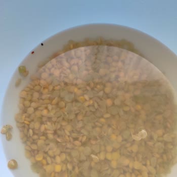 Dinçer Yeşil Mercimek Böcekli Çıktı