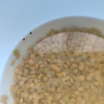 Dinçer Yeşil Mercimek Böcekli Çıktı