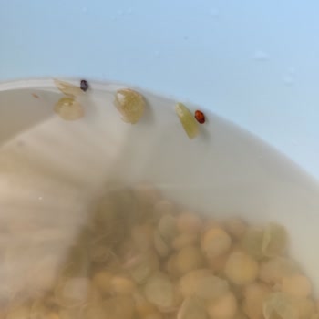 Dinçer Yeşil Mercimek Böcekli Çıktı