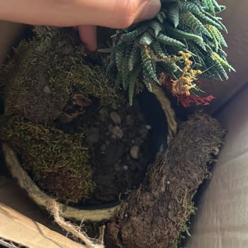 ÇiçekSepeti Hatalı Çiçek Gönderimi Hakkında