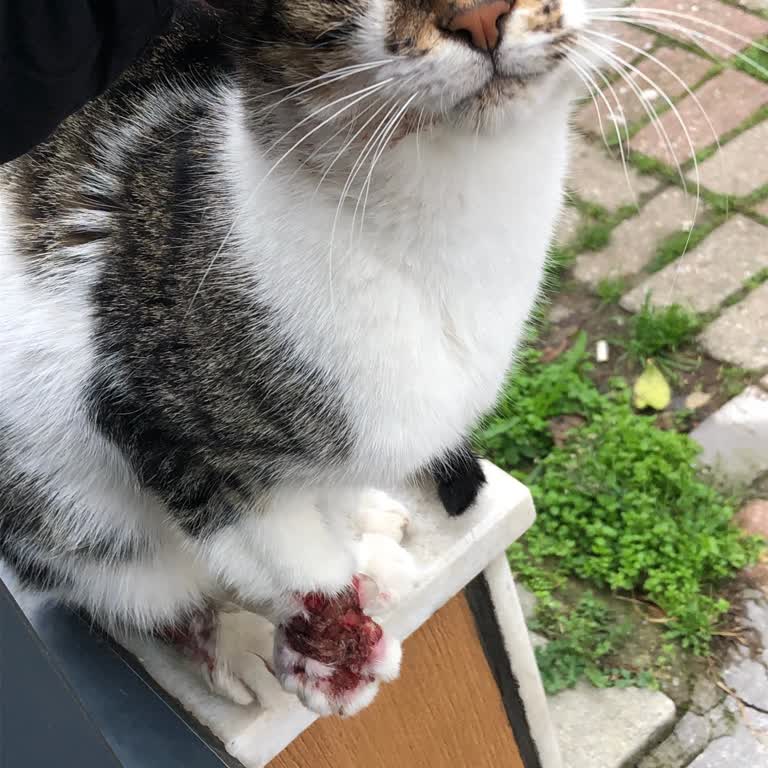 Tepeören Ve İBB Veteriner Sorunları...