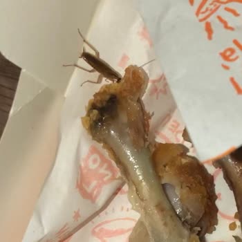 Popeyes Paket Siparişten Böcek Çıktı