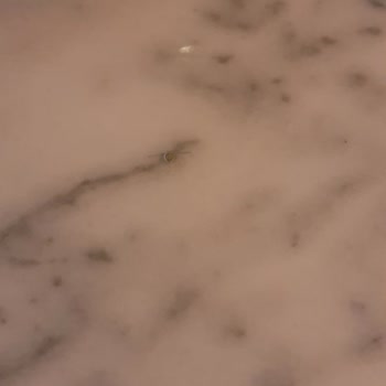 Oyya Gelato Tatlının İçinden Çıkan Kabuk Ve Metal Obje!