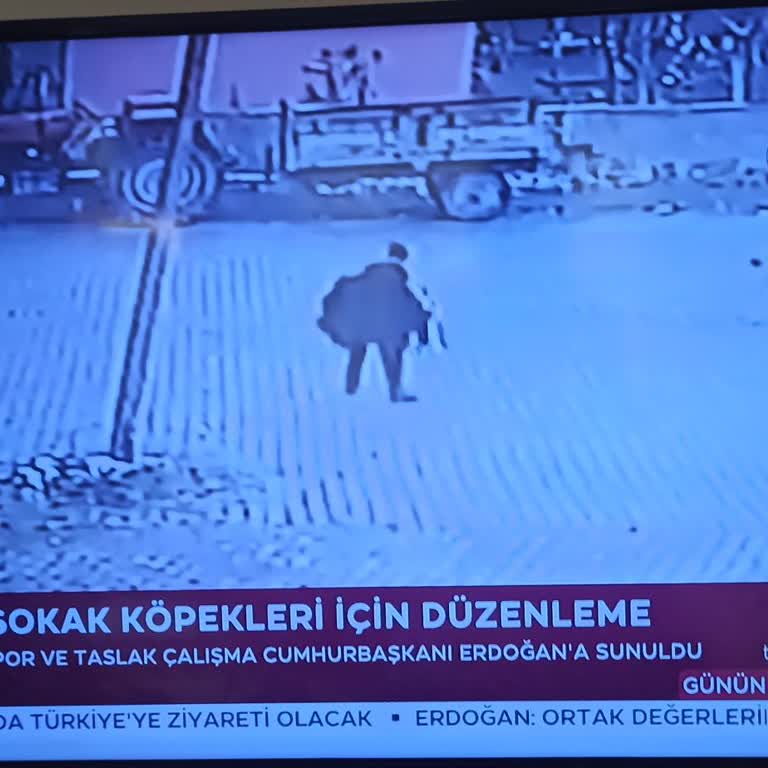 TRT Haber Başıboş Köpekler Kimse Yok Ve Başıboş Kedileri Var
