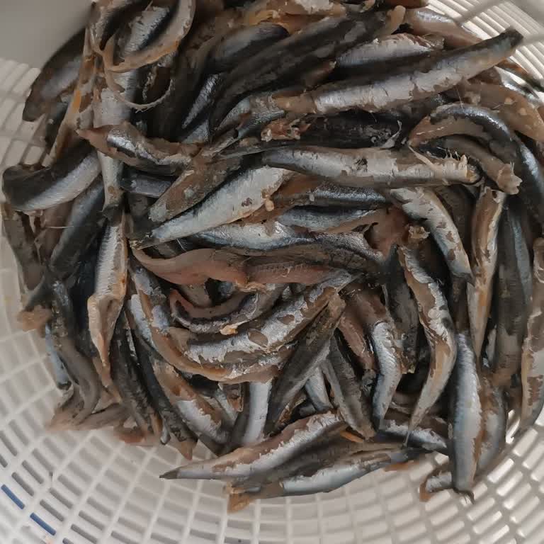 Balık Dünyası ŞOK'tan Alınmış Şok Edici Dondurulmuş, Sözde Temizlenmiş Hamsi