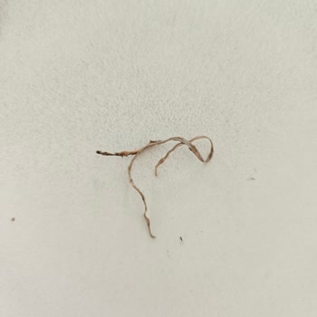 Eti Gıda Market Alışverişinde Çikolatadan Çıkan Bilinmeyen Cisim Şoku!