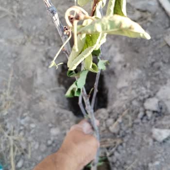 Fidancidan.com Fidancıdan Alma Çok Kötü