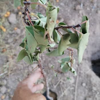 Fidancidan.com Fidancıdan Alma Çok Kötü