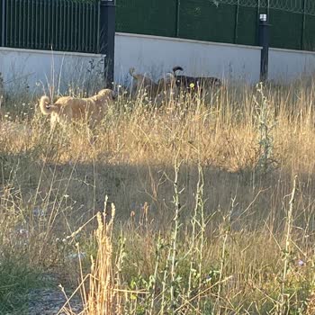 Ankara Gölbaşı Belediyesi Vahşi Köpekleri Toplamıyor