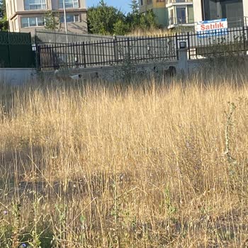 Ankara Gölbaşı Belediyesi Vahşi Köpekleri Toplamıyor