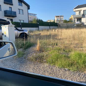 Ankara Gölbaşı Belediyesi Vahşi Köpekleri Toplamıyor