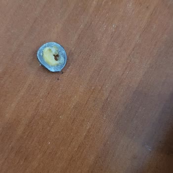 BİM Tommis Marka Tavuk Burgerde Demir Parçası Şoku!