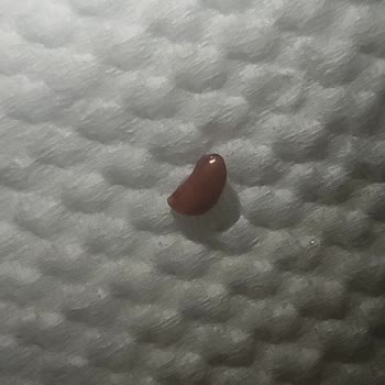 Eti Gıda Eti Puf Ürünü İçerisinde Çıkan Kurtçuklar