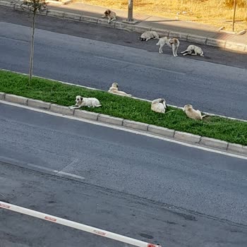 Çiğli Belediyesi Başıboş Köpek Tehlikesi