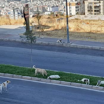 Çiğli Belediyesi Başıboş Köpek Tehlikesi