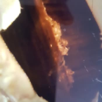 Kelebek Mobilya Büyük Firmaya, Küçük Tüccarlar Yakışmıyor.