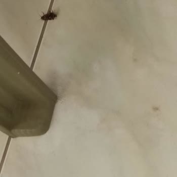 Grand Cortez Resort Hotel SPA (byr Hotels) Asla 5 Yıldızı Hak Etmiyor.