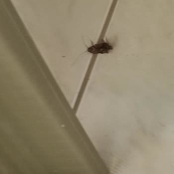 Grand Cortez Resort Hotel SPA (byr Hotels) Asla 5 Yıldızı Hak Etmiyor.