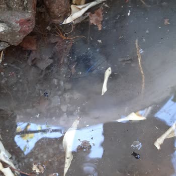 Muğla Büyükşehir Belediyesi Milas Şenköy Boşa Akan Su