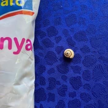 Aro Kuru Barbunya İçerisinde Salyangoz Çıktı!