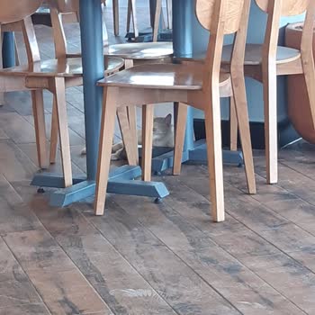 Köfteci Yusuf Hayvanlar Arasındaki Ayrımcılık